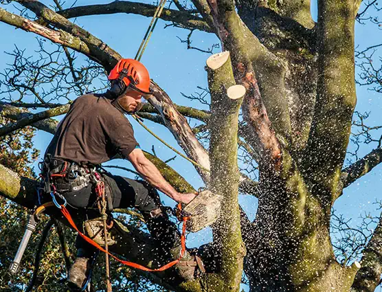 Quality trees services